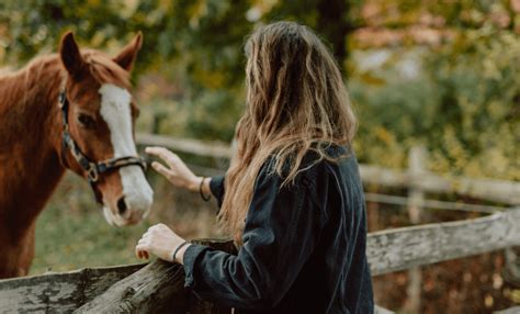 Top Tips For New Horse Owners Vale Stables