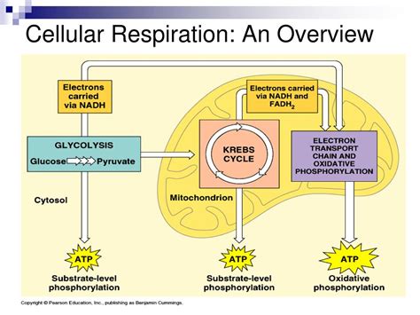 Ppt Cellular Respiration Powerpoint Presentation Free Download Id1904109