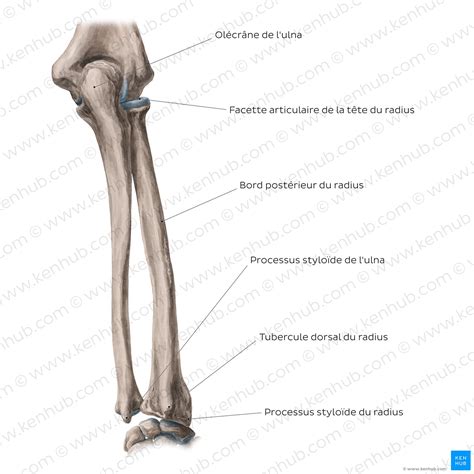 Coude Et Avant Bras Anatomie Des Muscles Et Des Os Kenhub