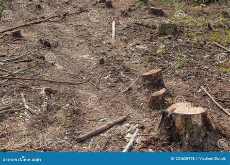 Felled Pine Trees In Forest Deforestation And Illegal Logging Royalty Free Stock Image