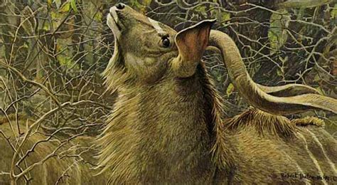 Wildlife Art Prints Plus Original Paintings With A Wide Selection From