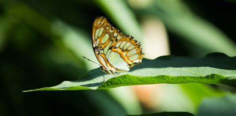 metamorphic technique zen  jen belfast