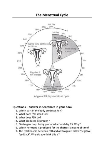 The Menstrual Cycle Activities Teaching Resources