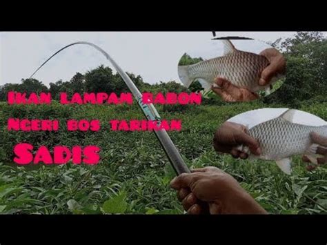 Ga Disangka Ternya Ta Masih Banyak Yg Babon Ikan Lampam Nya Cahblusuan