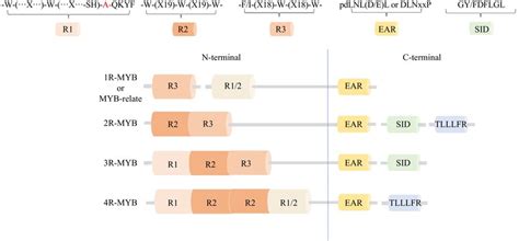 Classification And Structural Characteristics Of Plant Myb