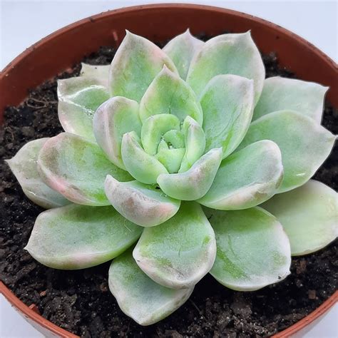 Echeveria White Gilva Variegata Plantas Sp Garden Center Seu Novo