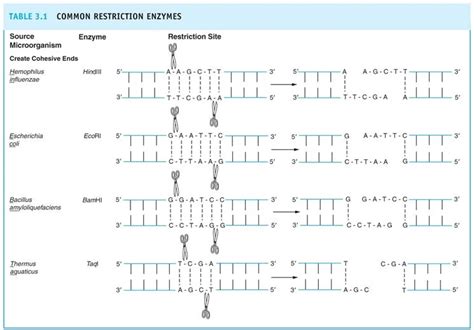 Mechanisms and Types of Restriction Endonuclease Enzymes