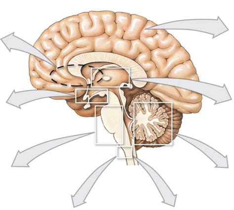 Cns Diagram Quizlet