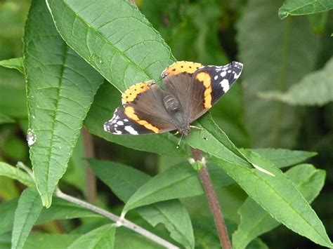 Red Admiral Bonito Bugs Butterfly Nature Hd Wallpaper Peakpx