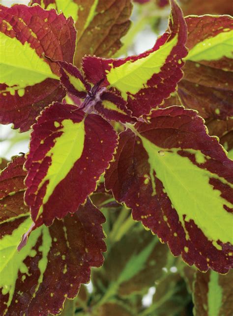 Saturn Coleus Solenostemon Scutellarioides Proven Winners