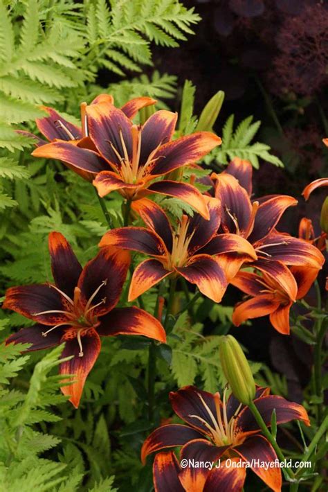 Лилия Форевер Сьюзан Фото – Telegraph