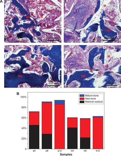 Histological Section Of Bone Regeneration Area Notes A Histological