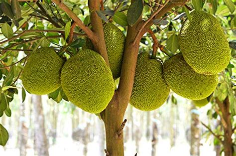 Lushgreen Gardens Jackfruit Tree Live Plant Jack Fruit Japan Fresh