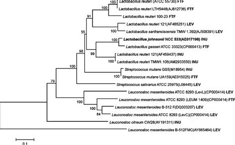 Unrooted Phylogenetic Tree Of FTF Proteins From Lactic Acid Bacteria