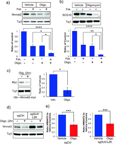 Oligomycin And Forskolin Promote Loss Of Nmnat2 From Axons A Neurons