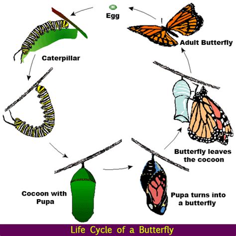 Collection of Caterpillar Into Butterfly PNG. | PlusPNG