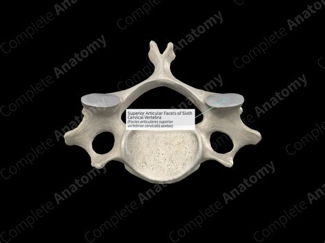 Superior Articular Facets Of Sixth Cervical Vertebra Complete Anatomy