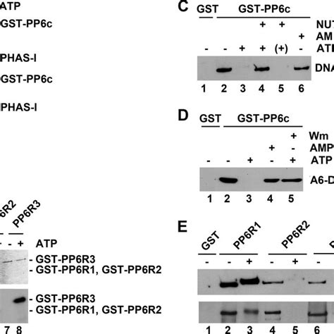 Dna Pkcs Interacts With The Catalytic And Regulatory Subunits Of Pp6