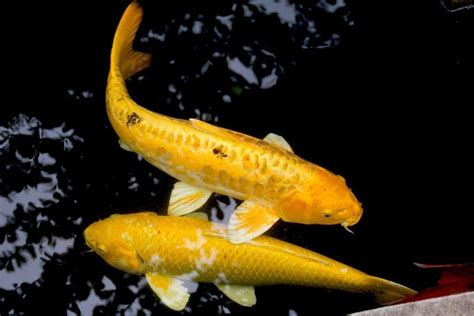 Discover The Top 6 Most Expensive Types Of Koi Fish Pets Tutorial