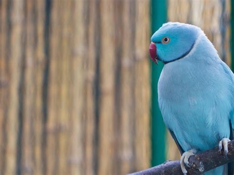 Premium Photo Blue Parrot Sitting On A Branch