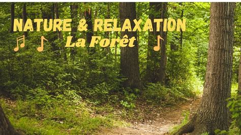 Nature Et Relaxation Nature La For T Musique Relaxation Calmer