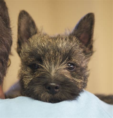 Cairn Terriers, Cairn Terrier Puppies, Cairn Terrier Breeder ... | Cairn terrier puppies, Cairn ...