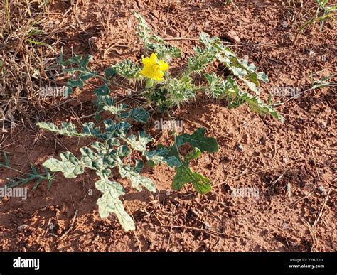 Buffalo Bur Solanum Rostratum Stock Photo Alamy