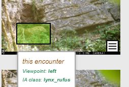 Lynx rufus instead of lynx lynx - Support - Wild Me Community Forums