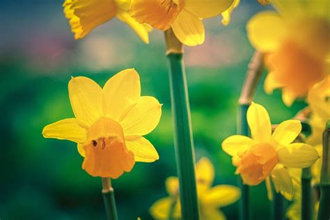 Daffodils Flowers Yellow Free Photo On Pixabay Pixabay