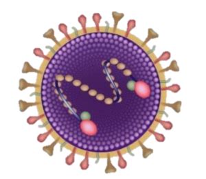 respiratory syncytial virus rsv diversey