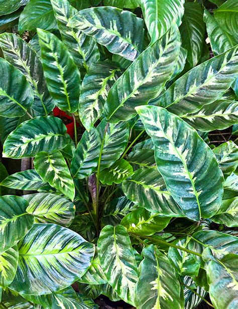 Calathea Louisae Towen Mount Tropicals