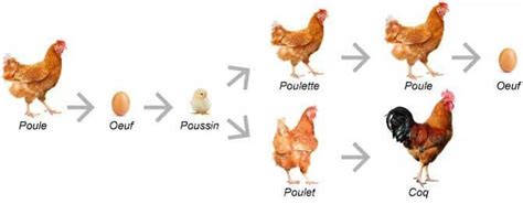 Quelle Est La Diff Rence Entre Une Poule Et Un Poulet Artstrip World