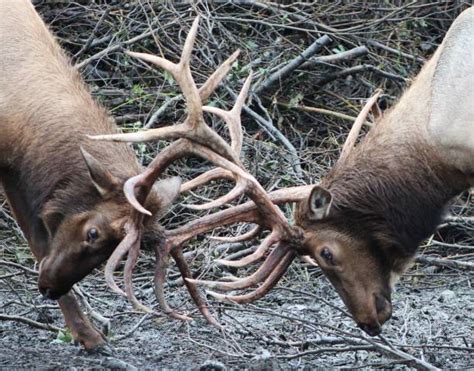 Locking Antlers Stock Photos Pictures And Royalty Free Images Istock