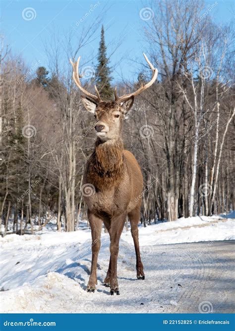 Female Red Deer Stock Image Image Of Snow Buck Elaphus 22152825