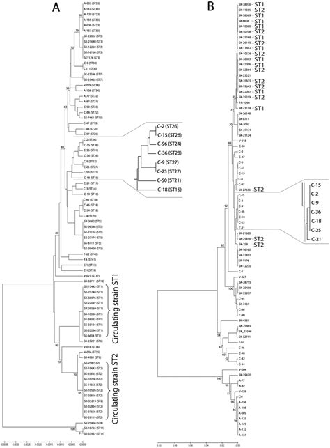 The Upgma Phylogenetic Trees Of A The Concatenated Sequences Of The