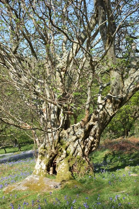 Corylus avellana - Trees and Shrubs Online