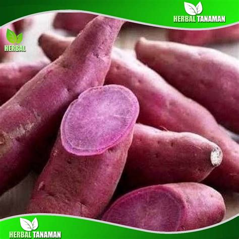 Jual Ubi Jalar Segar Ubi Pulen 1 Kg Fresh Ubi Ungu Ubi Mentah