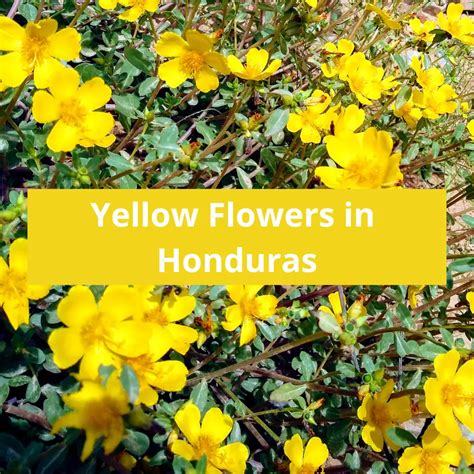 Yellow Flowers In Honduras