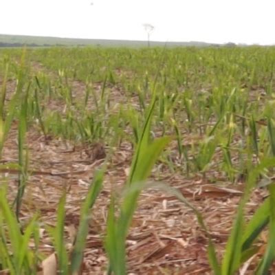 Entenda a importância do manejo sustentável do solo e do uso de