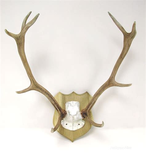 Antiques Atlas Red Deer Antlers