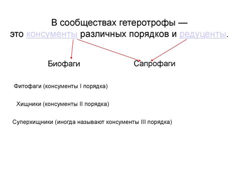 Трофическая структура биоценоза. Продуценты, консументы и редуценты ...