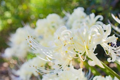 【彼岸花（ヒガンバナ）】いろんな色や種類を楽しめます Happy Flower Momo