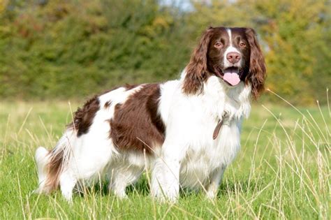 English Springer Spaniel Information - Dog Breeds at dogthelove