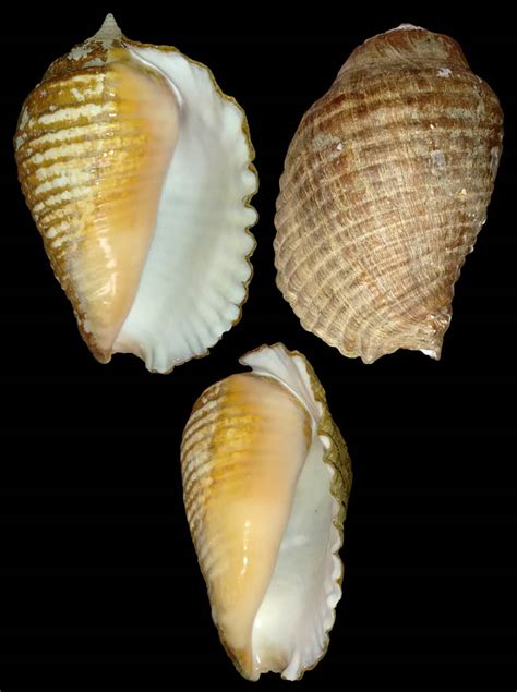 Gastropoda Stromboidea Species Lobatus Galeatus