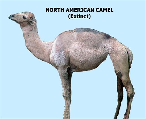 Late Pleistocene Horse And Camel Hunting At The Southern Margin Of The