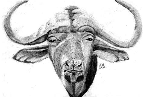 Water Buffalo Drawing by Gail Schmiedlin | Pixels