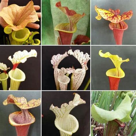 Sarracenia Trumpet Pitcher Plant Mixed Seeds (12 pcs.Carnivorous Plant ...