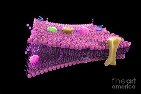 Cell Membrane Photograph by Science Picture Co - Pixels