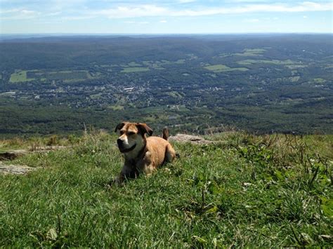 Mount Greylock - Hiking with Dogs