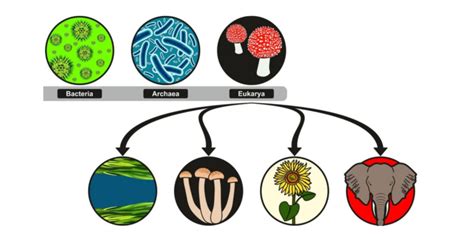 CIENCIAS NATURALES CLASIFICACIÓN DE LOS SERES VIVOS